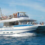 Gran Canaria: Dolphin Watching Tour