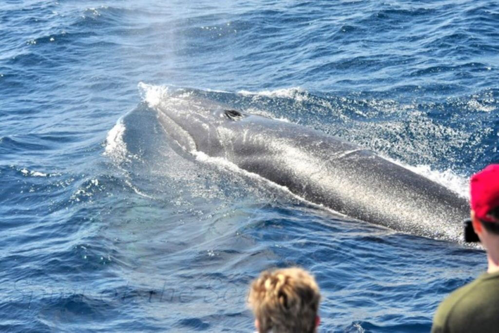 Gran Canaria: Tour di avvistamento dei delfini