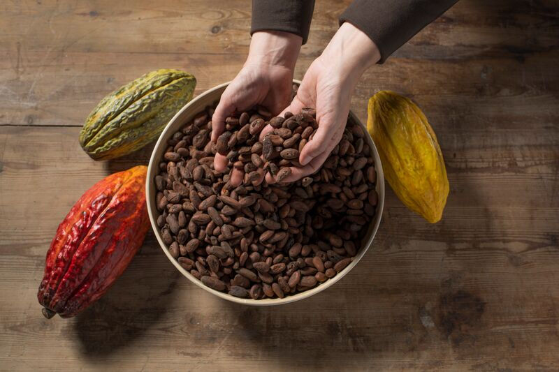 Espai Xocolata Simon Coll: Visita guiada