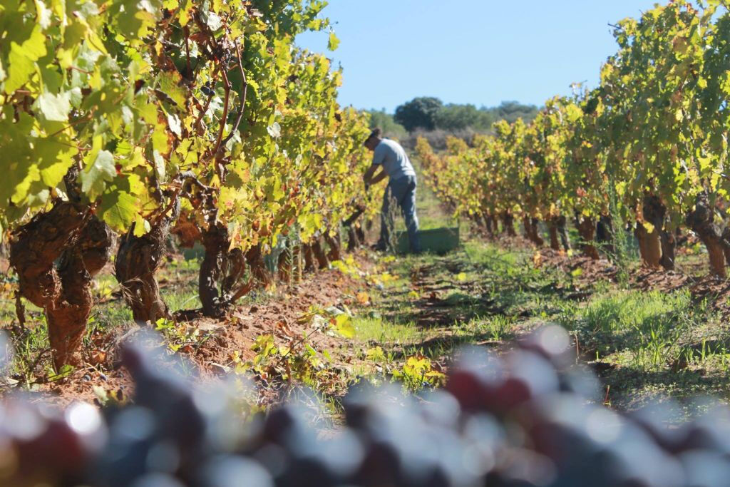 Bodega Doña Felisa : visite guidée & dégustation de vin ou déjeuner