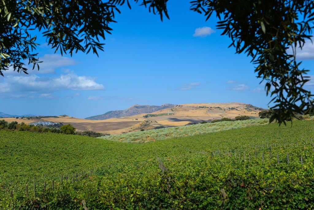 Bodega Doña Felisa : visite guidée & dégustation de vin ou déjeuner