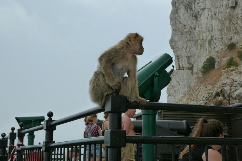 Desde Málaga: Excursión de un día a Gibraltar