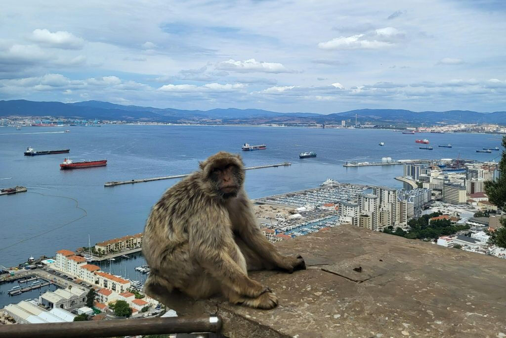 Desde Málaga: Excursión de un día a Gibraltar