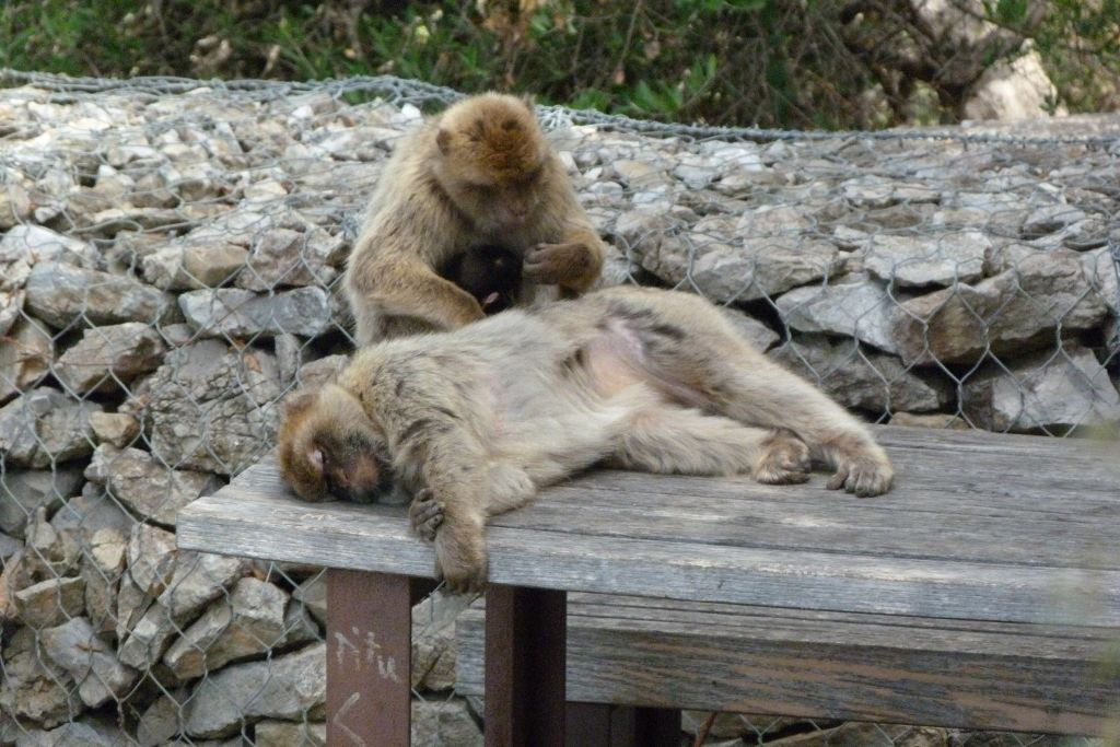 Desde Málaga: Excursión de un día a Gibraltar